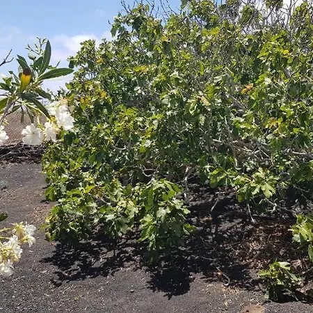 Buena Vista, Sea View Apto De Oasis Vasiliko , La Asomada Lejlighed Tías