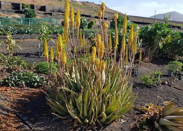 Buena Vista, Sea View Apto De Oasis Vasiliko , La Asomada * Tías