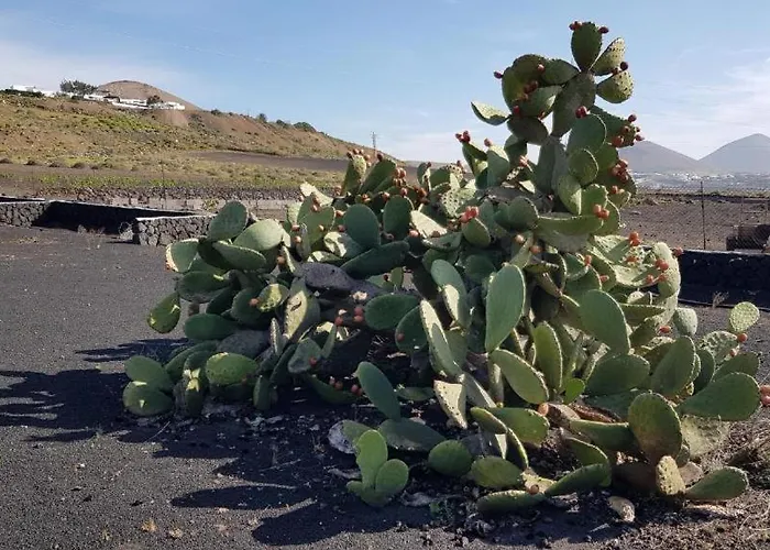 Buena Vista, Sea View Apto De Oasis Vasiliko , La Asomada