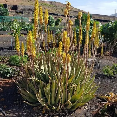 Buena Vista, Sea View Apto De Oasis Vasiliko , La Asomada * 蒂亚斯