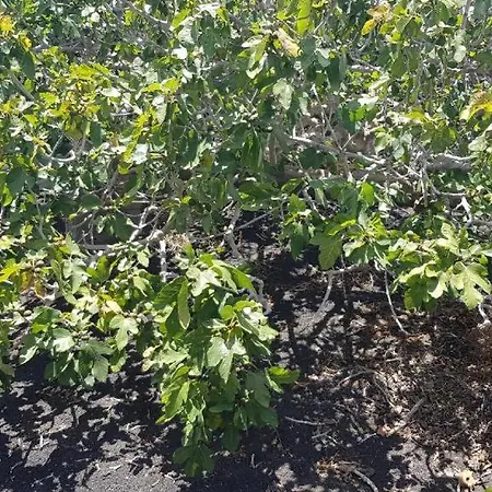 Buena Vista, Sea View Apto De Oasis Vasiliko , La Asomada 蒂亚斯