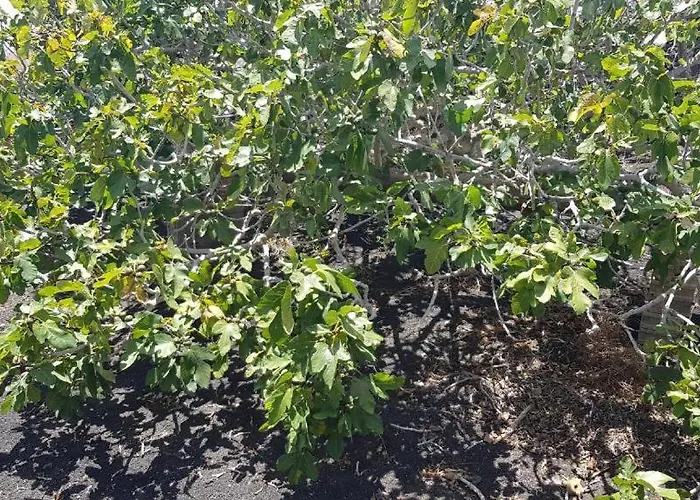 Buena Vista, Sea View Apto De Oasis Vasiliko , La Asomada Тиас